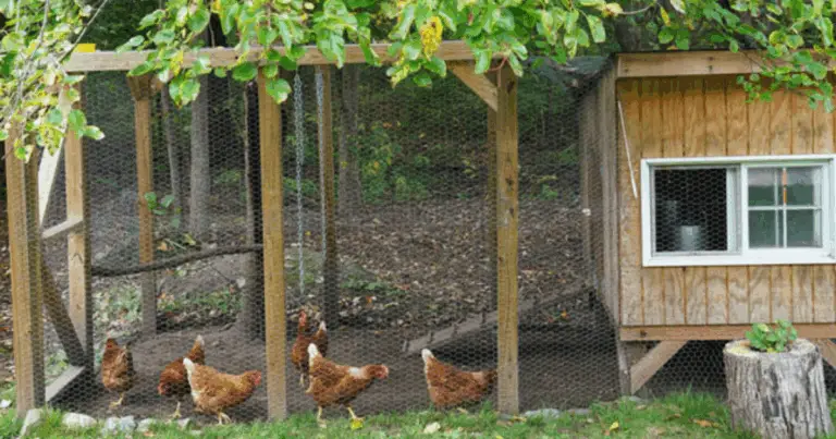 Túneles móviles para gallinas: una alternativa ecológica y eficiente para el manejo del corral