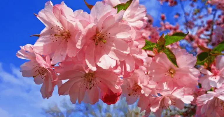 Árboles de flor para embellecer tu jardín: guía práctica de elección, plantación y cuidados