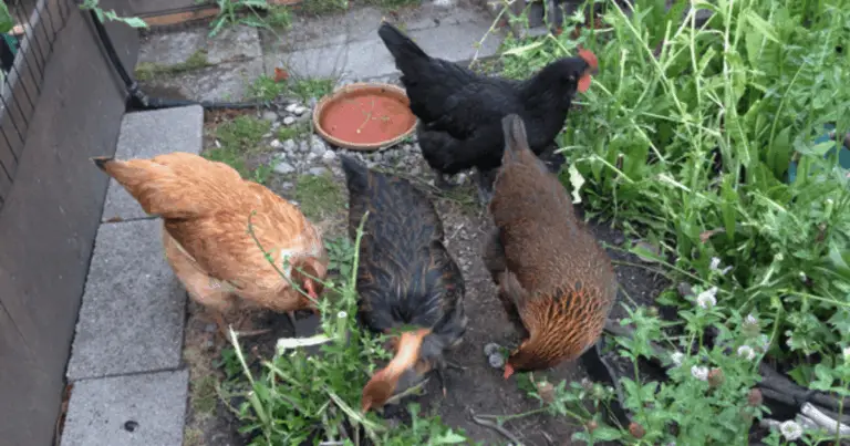 Gallineros amplios y ventilados: el refugio ideal para gallinas felices y productivas