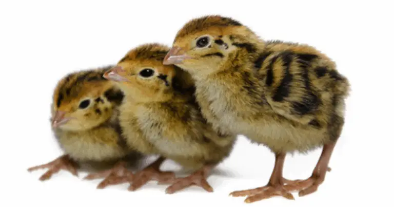 Guía completa de tiempos de incubación por especie: cómo lograr una cría avícola exitosa