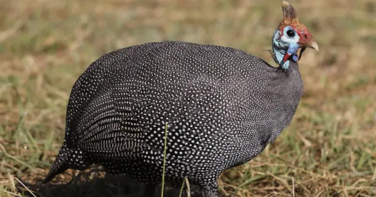 Tipos de gallinas de Guinea: variedades, características y curiosidades