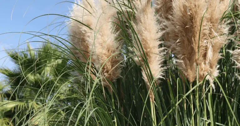 Cómo podar gramíneas ornamentales para lograr un crecimiento denso y saludable