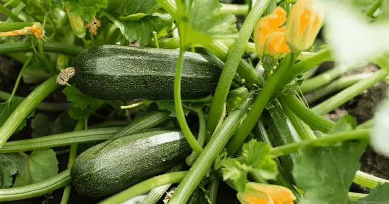 Cómo cultivar calabacines en macetas y obtener una cosecha rápida