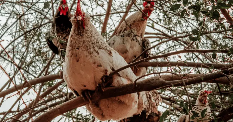 Gallinero en el árbol: un refugio original, natural y lleno de encanto para las aves