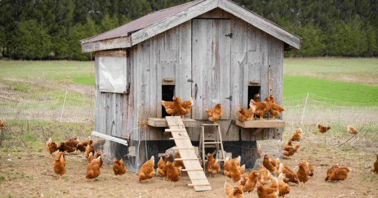 Gallinero moderno y ecológico: diseño eficiente y bienestar para tus gallinas