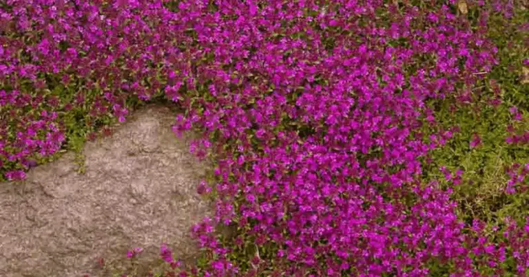 Tomillo rojo silvestre: una alfombra floral resistente y sostenible