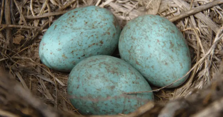 Gallinas que ponen huevos de colores: las capas de huevos arcoíris