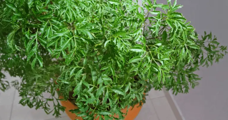 Cómo cuidar y revitalizar la planta del dinero para que crezca fuerte y saludable