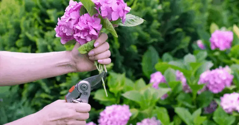 Cómo reproducir hortensias fácilmente paso a paso