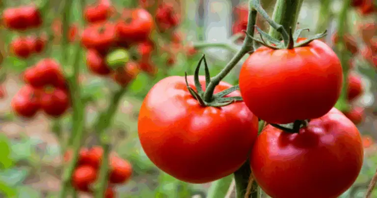 Guía definitiva para la siembra de tomates: consejos profesionales para una cosecha abundante