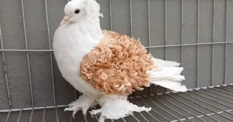 Palomas Frillback: la elegancia rizada del mundo aviar