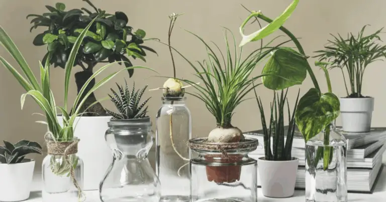 7 plantas que crecen y florecen en agua: belleza natural sin tierra