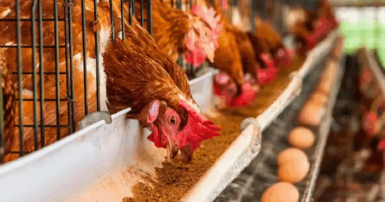 Cómo lograr que tus gallinas pongan huevos regularmente: 9 consejos prácticos