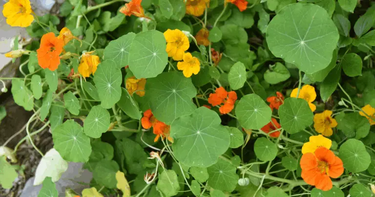 Capuchina: una planta bella, útil y comestible