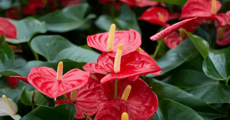 Cómo revitalizar un anthurium que ha dejado de florecer con un fertilizante natural