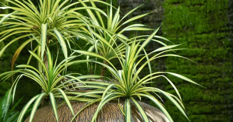 Cinta o planta araña: la planta de interior más fácil de cuidar