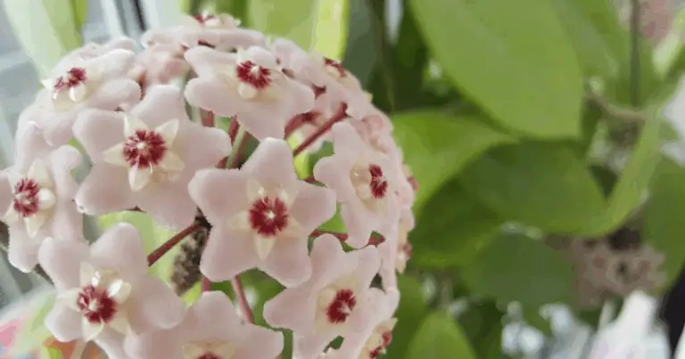 Planta de cera (Hoya): una joya verde que perdura por generaciones