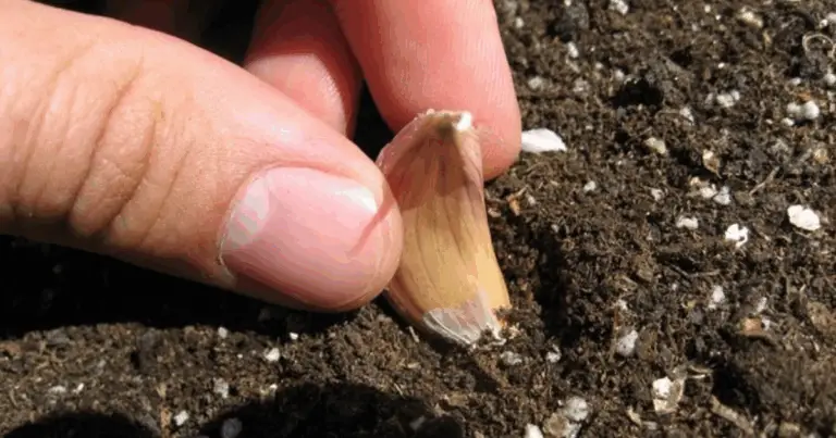 Cómo cultivar ajo en casa: de la germinación en agua al trasplante en tierra
