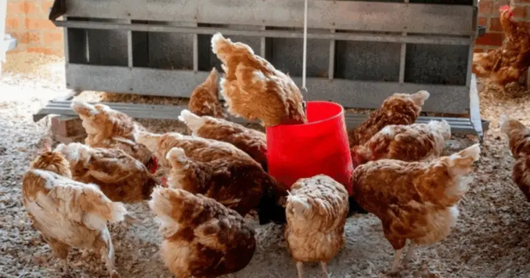 Comederos caseros para gallinas: ideas prácticas y económicas para tu gallinero 🐔🌾
