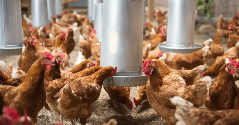 Refugios para cabras: diseño eficiente y sostenible para su bienestar