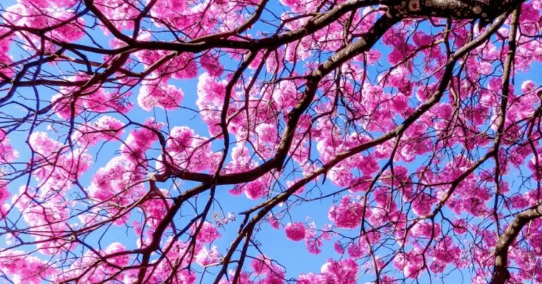 Calendario de floración de los ipés: el espectáculo natural que marca las estaciones