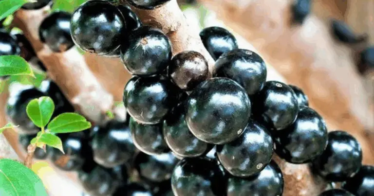 Fertilizante casero para árboles frutales más productivos