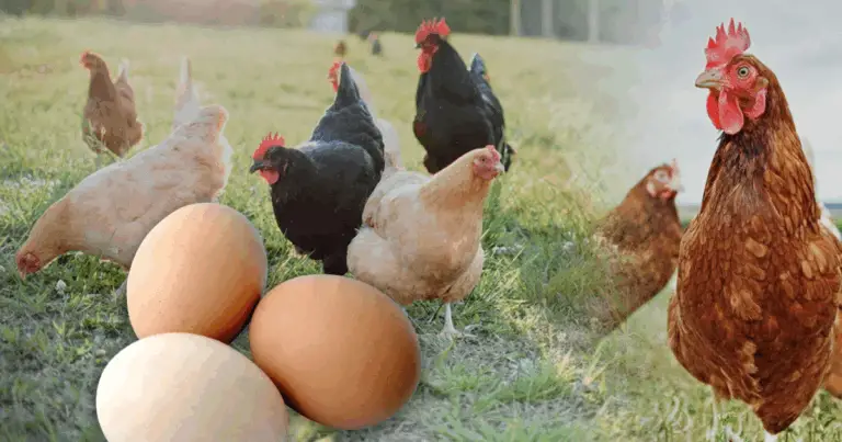 Guía completa de razas ponedoras y colores de huevo