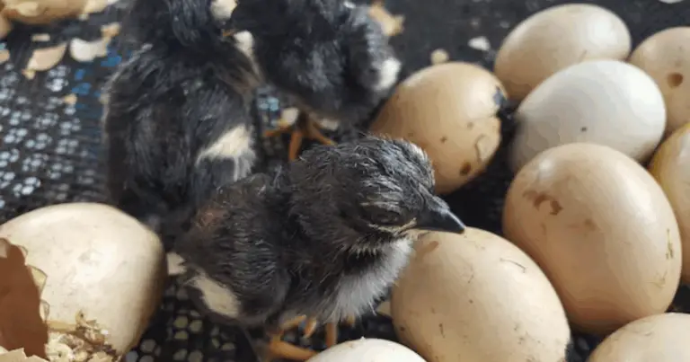 Periodo de incubación de huevos en aves: guía completa para criadores