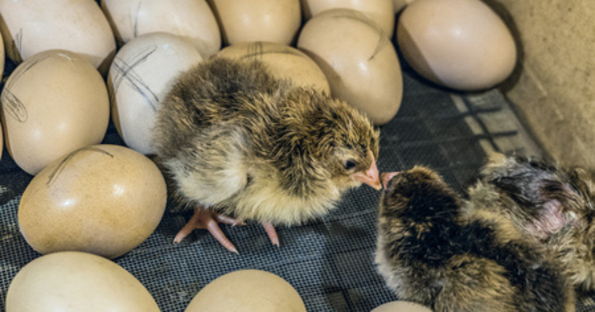 Periodo de incubación de huevos en aves: guía completa para criadores ...