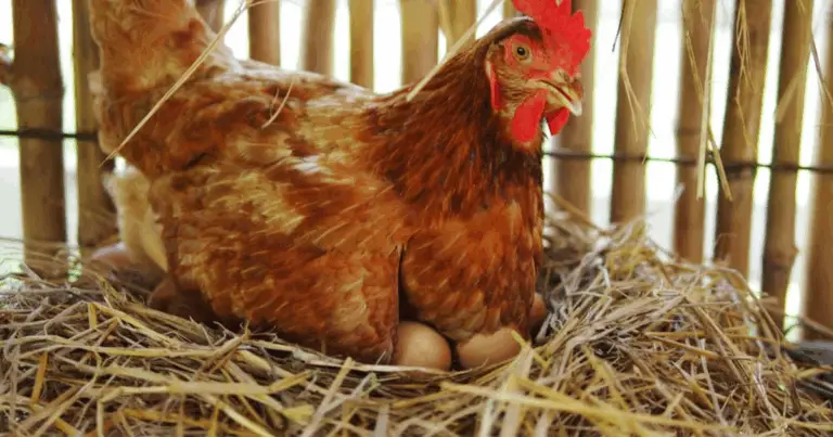 Guía completa para elegir las mejores razas de gallinas ponedoras y optimizar la producción de huevos