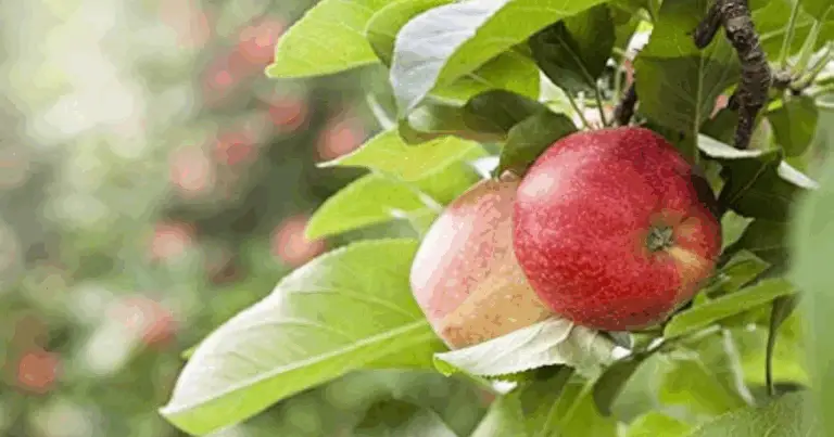 Cómo cultivar un manzano en miniatura desde una semilla: guía completa paso a paso
