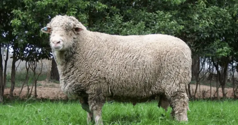 Guía completa de las razas de ovejas más destacadas y sus usos productivos