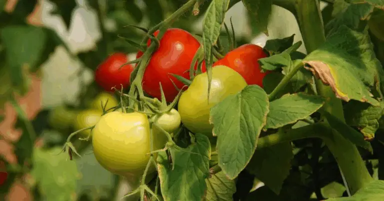 Cómo proteger las plantas de tomate de la lluvia y el viento con un método casero eficaz