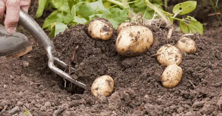 Cultivo vertical de papas: cómo aprovechar el espacio con un método natural y productivo