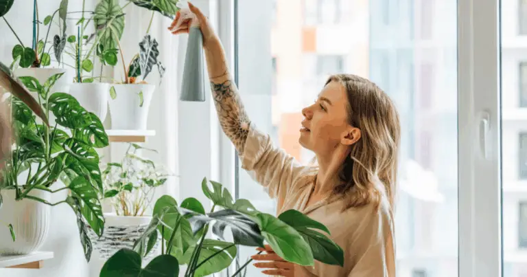 Calendario de riego de plantas de interior: guía completa para mantenerlas sanas todo el año