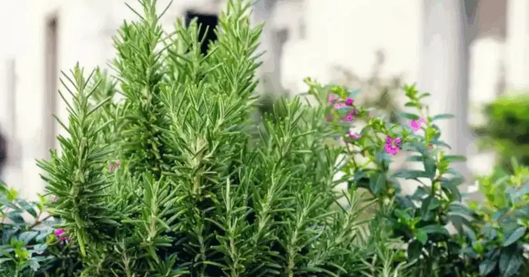 Plantas que repelen mosquitos: una defensa natural y decorativa para tu hogar