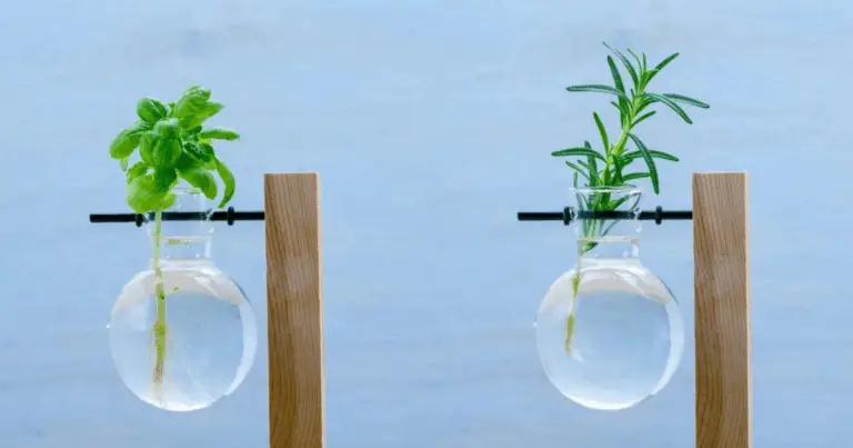 Cultiva tus hierbas favoritas en agua: guía completa para un huerto fresco y sostenible