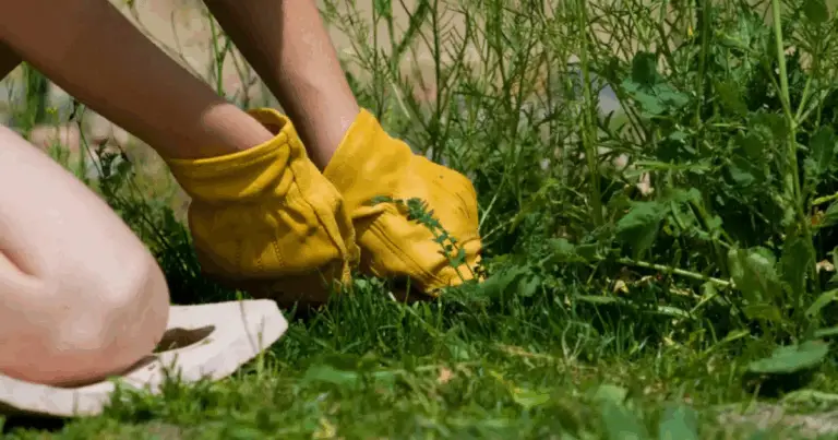 Desmalezante natural casero: cómo eliminar las malas hierbas sin químicos