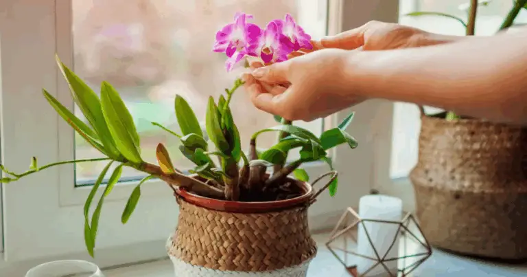 Cómo revivir orquídeas con raíces podridas usando ajo de forma segura