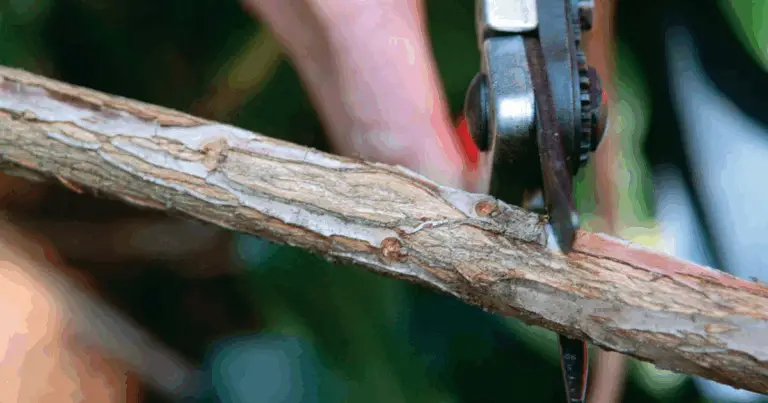 Cómo cuidar y podar un rododendro para lograr una floración saludable