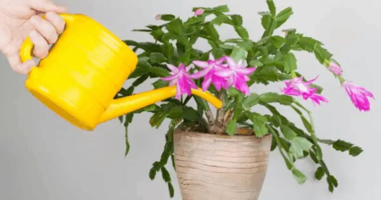 Cómo mantener tu cactus de Navidad siempre florecido: guía completa de cuidado