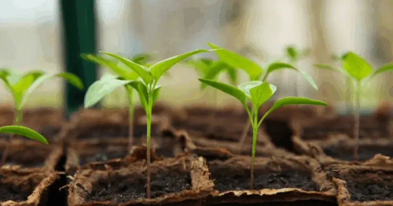 Cómo hacer que tus plantas crezcan más rápido: guía completa para estimular su crecimiento natural