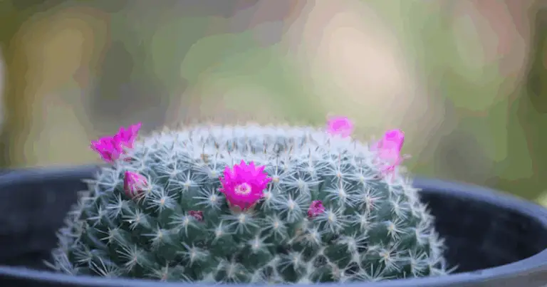Cómo hacer que tu cactus florezca: consejos de expertos para obtener flores vibrantes