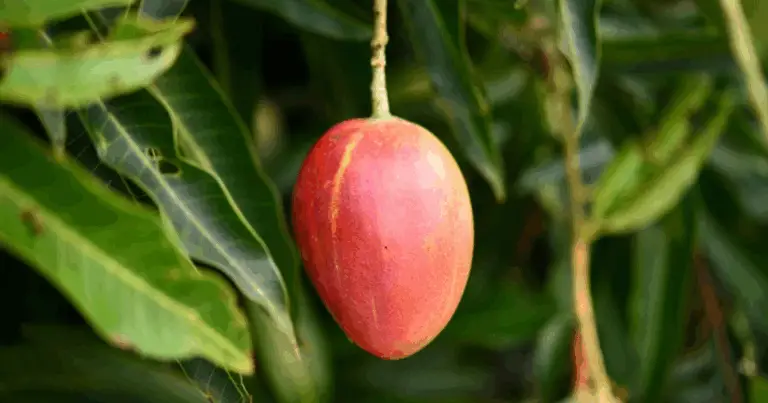 Cómo cultivar un árbol de mango a partir de hojas: guía completa paso a paso