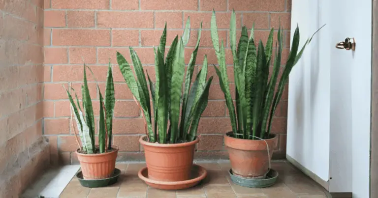 El secreto que nadie te contó sobre la Espada de San Jorge: una planta poderosa y fácil de cuidar