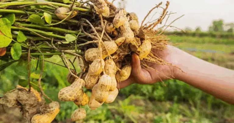 Cómo cultivar cacahuetes en casa usando recipientes de plástico reciclado: guía completa para principiantes