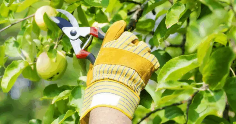 Secretos para una poda perfecta de manzanos y perales