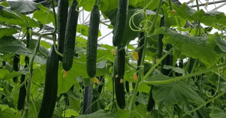 Cómo maximizar tu cosecha de pepinos: guía práctica de trellis y soportes eficientes