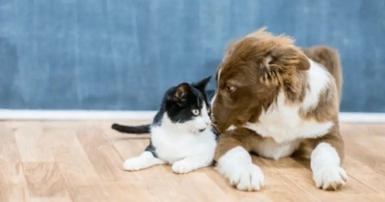 Adiós a los olores de orina de perros y gatos con este remedio natural