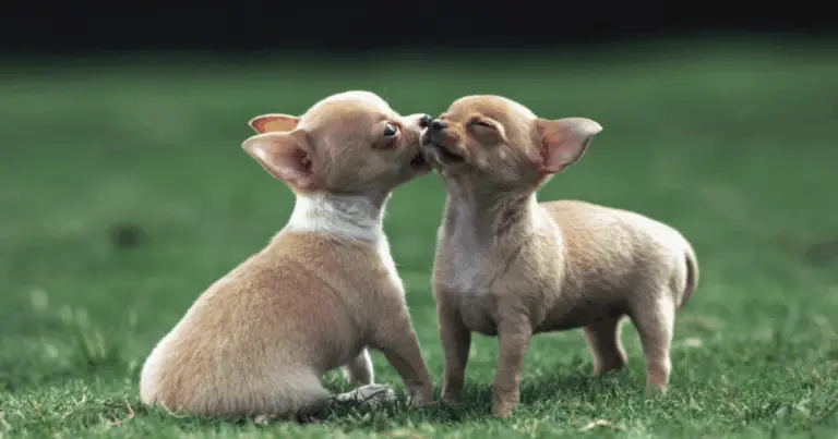 Cuánto viven los animales: comparación entre especies y factores que influyen en su longevidad